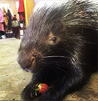 African Crested Porcupine, Marshall200.jpg